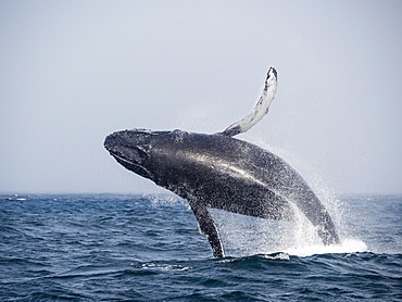 Humpback whale (Megaptera novaeangliae), breaching in Monterey Bay National Marine Sanctuary, California, United States of America, North America