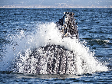 Humpback whale (Megaptera novaeangliae), lunge-feeding in Monterey Bay National Marine Sanctuary, California, United States of America, North America