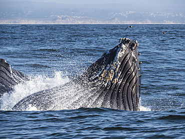 Humpback whale (Megaptera novaeangliae), lunge-feeding in Monterey Bay National Marine Sanctuary, California, United States of America, North America