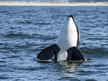 Transient type killer whale (Orcinus orca), spy-hopping in Monterey Bay National Marine Sanctuary, California, United States of America, North America