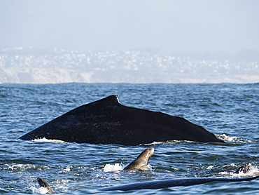 California sea lions (Zalophus californianus), with humpback whale, Monterey Bay National Marine Sanctuary, California, United States of America, North America