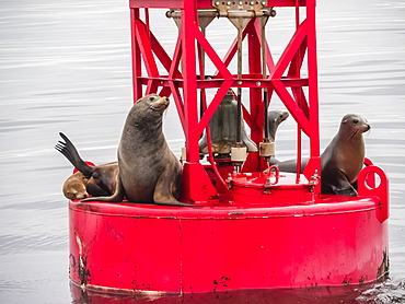 California sea lions (Zalophus californianus) on buoy in Monterey Bay National Marine Sanctuary, California, United States of America, North America