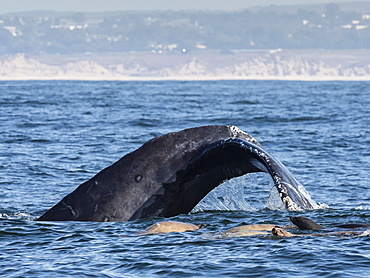 California sea lions (Zalophus californianus), with humpback whale, Monterey Bay National Marine Sanctuary, California, United States of America, North America