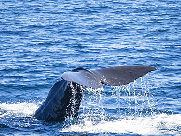 Adult sperm whale (Physeter macrocephalus) diving off Isla San Jose, Baja California Sur, Mexico, North America