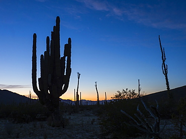 Mexican giant cardon (Pachycereus pringlei), in the Sonoran Desert of Bahia de los Angeles, Baja California, Mexico, North America