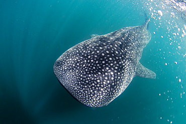 Juvenile whale shark (Rhincodon typus), underwater near Los Islotes, Baja California Sur, Mexico, North America