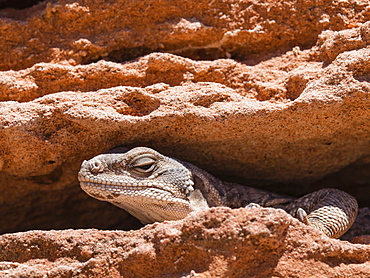 An adult common chuckwalla (Sauromalus ater), at Punta Colorado, Isla San Jose, Baja California Sur, Mexico, North America