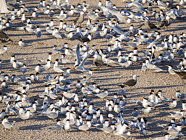 Hundreds of elegant terns (Thalasseus elegans), nesting on tiny Isla Rasa, Baja California, Mexico, North America