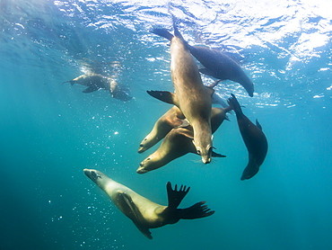 Curious California sea lions (Zalophus californianus), underwater at Los Islotes, Baja California Sur, Mexico, North America