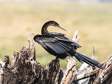 An adult African darter (Anhinga rufa), in Chobe National Park, Botswana, Africa