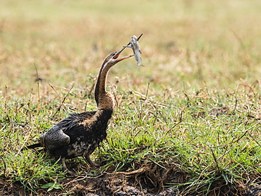 An adult African darter (Anhinga rufa), feeding on a small catfish in Chobe National Park, Botswana, Africa