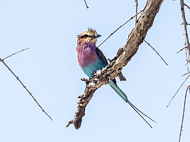 An adult lilac-breasted roller (Coracias caudatus), in Chobe National Park, Botswana, Africa