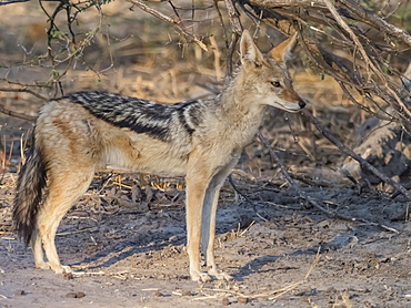 An adult black-backed jackal (Canis mesomelas), in the Okavango Delta, Botswana, Africa