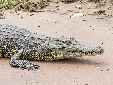 An adult Nile crocodile (Crocodylus niloticus) in Chobe National Park, Botswana, Africa