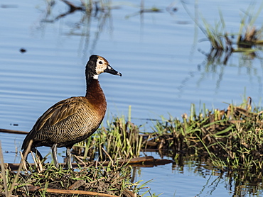 Adult white-faced duck (Dendrocygna viduata), in Chobe National Park, Botswana, Africa