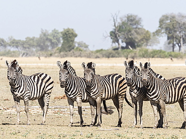 Adult plains zebra (Equus quagga burchellii), in the Okavango Delta, Botswana, Africa