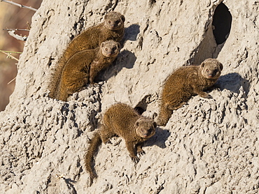 Dwarf mongoose (Helogale parvula), den inside a termite mound in the Okavango Delta, Botswana, Africa