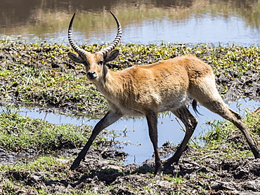 Adult male red lechwe (Kobus leche), in Chobe National Park, Botswana, Africa