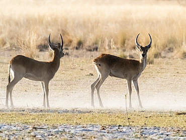 Adult male red lechwe (Kobus leche), in the dry season in the Okavango Delta, Botswana, Africa