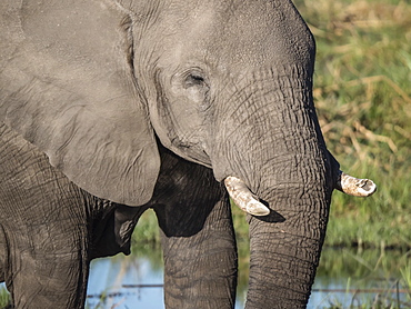 African elephant (Loxodonta africana), tusk detail in Chobe National Park, Botswana, Africa