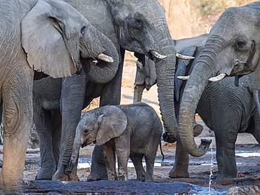 African elephant (Loxodonta africana), herd drinking at a watering hole in the Okavango Delta, Botswana, Africa