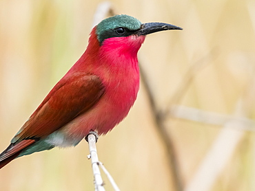 An adult southern carmine bee-eater (Merops nubicoides), in Chobe National Park, Botswana, Africa