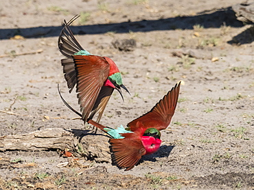 Adult southern carmine bee-eaters (Merops nubicoides), in confrontation in Chobe National Park, Botswana, Africa