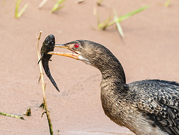 An adult reed cormorant (Phalacrocorax africanus), with a small catfish in Chobe National Park, Botswana, Africa