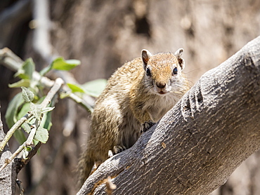 Adult tree squirrel (Paraxerus cepapi) in the Okavango Delta, Botswana, Africa