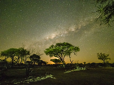 The milky way over acacia trees at night in the Okavango Delta, Botswana, Africa