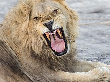 Adult male lion (Panthera leo), in the Okavango Delta, Botswana, Africa