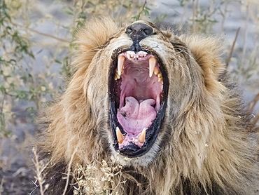 Adult male lion (Panthera leo), in the Okavango Delta, Botswana, Africa