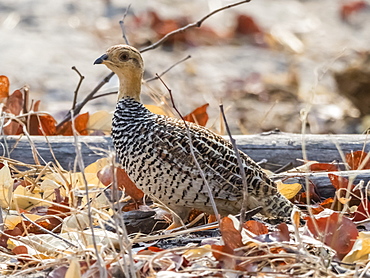 An adult coqui spurfowl (francolin) (Peliperdix coqui), in Chobe National Park, Botswana, Africa