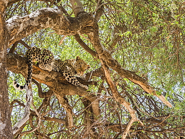 An adult leopard (Panthera pardus), feeding on a warthog it dragged up in a tree in Chobe National Park, Botswana, Africa