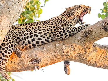 An adult leopard (Panthera pardus) resting in a tree in the Okavango Delta, Botswana, Africa