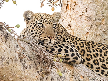 An adult leopard (Panthera pardus) resting in a tree in the Okavango Delta, Botswana, Africa