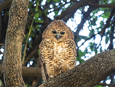 A young Pel's fishing-owl (Scotopelia peli), in the Okavango Delta, Botswana, Africa