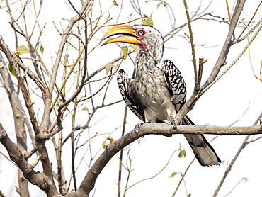 An adult southern yellow-billed hornbill (Tockus leucomelas), in the Okavango Delta, Botswana, Africa