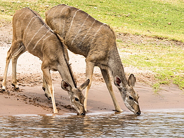 Female greater kudus (Tragelaphus strepsiceros), drinking water in Chobe National Park, Botswana, Africa