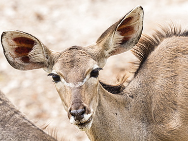 Female greater kudu (Tragelaphus strepsiceros), Chobe National Park, Botswana, Africa