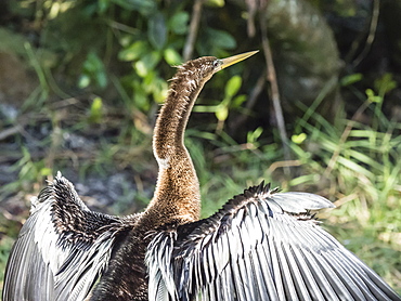 Adult anhinga (Anhinga anhinga), in Shark Valley, Everglades National Park, Florida, United States of America, North America