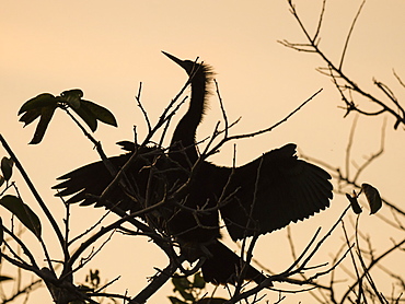 Adult anhinga (Anhinga anhinga) at sunset in Shark Valley, Everglades National Park, Florida, United States of America, North America