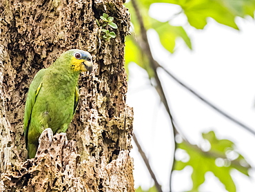 An adult orange-winged parrot (Amazona amazonica), in Iricahua Cano, Amazon Basin, Loreto, Peru, South America