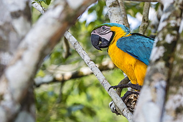 Adult blue-and-yellow macaw (Ara ararauna), Amazon National Park, Upper Amazon River Basin, Loreto, Peru, South America