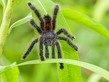 An adult Peruvian pinktoe tarantula (Avicularia juruensis), on the Pacaya River, Nauta, Peru, South America