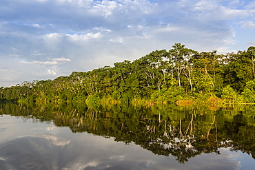 Reflections of the riverbank on Yanayacu Lake, Rio Pacaya, Pacaya-Samiria Reserve, Peru, South America