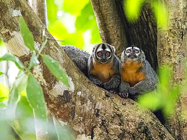 Adult Spix's night monkeys (Aotus vociferans), in Pahuachiro Creek, Amazon River Basin, Iquitos, Peru, South America