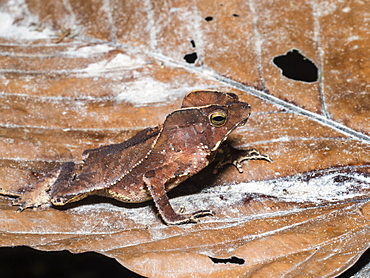 An adult crested forest toad (Bufo margaritafer), on the Maranon River, Nauta, Peru, South America