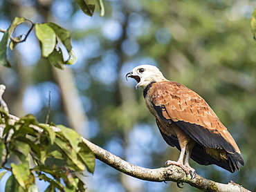 An adult black-collared hawk (Busarellus nigricollis), Nauta Cano, Pacaya-Samiria Reserve, Peru, South America