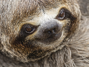 Baby brown-throated sloth (Bradypus variegatus), San Francisco, Amazon Basin, Loreto, Peru, South America